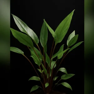 Becketts Wasserkelch (Cryptocoryne beckettii) im Topf Wochenendangebot